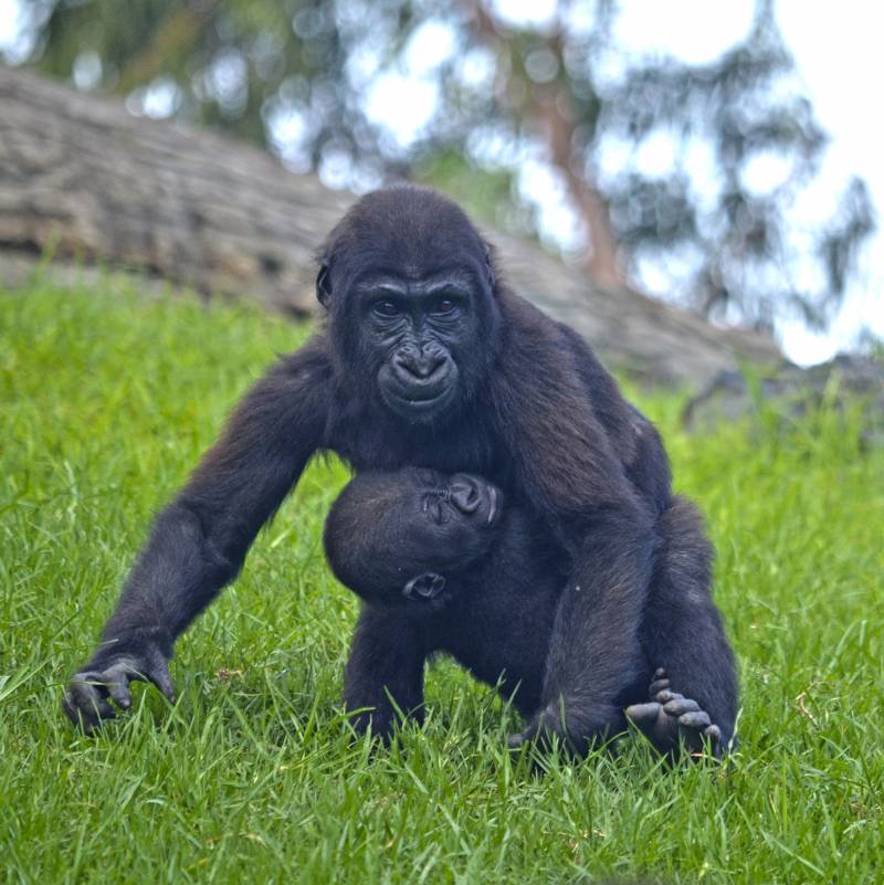 Septiembre 2018 - Bebés gorila - Virunga y Pepe en el bosque ecuatorial de BIOPARC Valencia