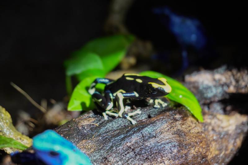 Dendrobates Tintorius Alanis BIOPARC Valencia Dendrobates Tintorius Alanis BIOPARC Valencia