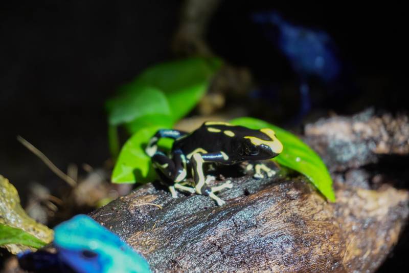 Dendrobates Tintorius Alanis BIOPARC Valencia