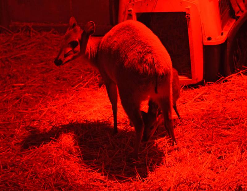 Un duiker rojo de Natal - el primer animal nacido en 2019 en BIOPARC Valencia - 1 enero 2019 