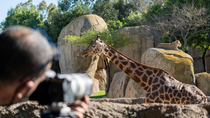 Una jirafa de Bioparc durante la grabación. EPDA.