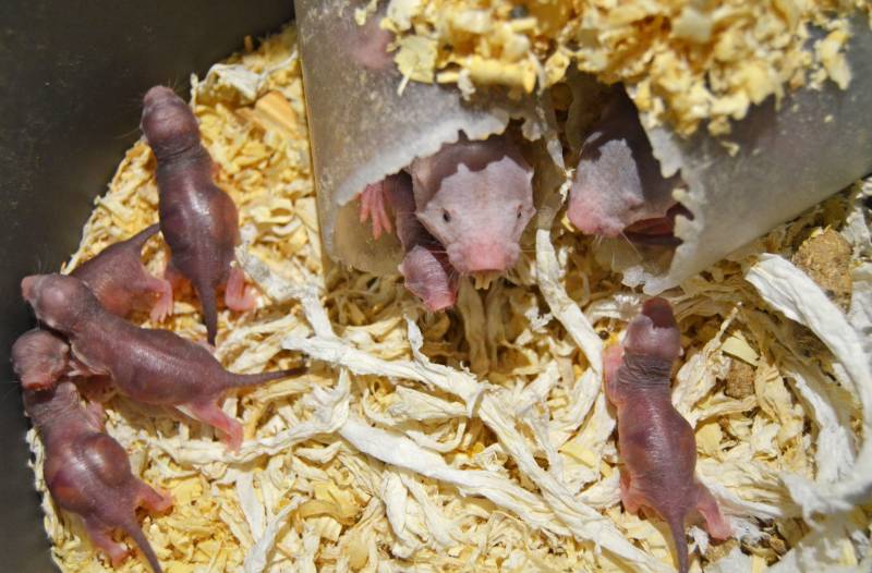Febrero 2019 - Nace una nueva camada de ratas topo en BIOPARC Valencia