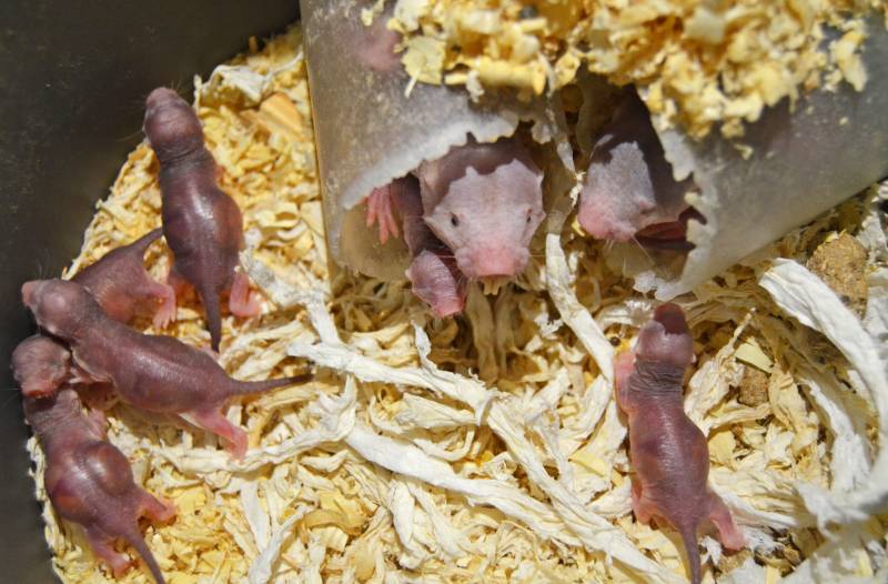 Febrero 2019 - Nace una nueva camada de ratas topo en BIOPARC Valencia Febrero 2019 - Nace una nueva camada de ratas topo en BIOPARC Valencia