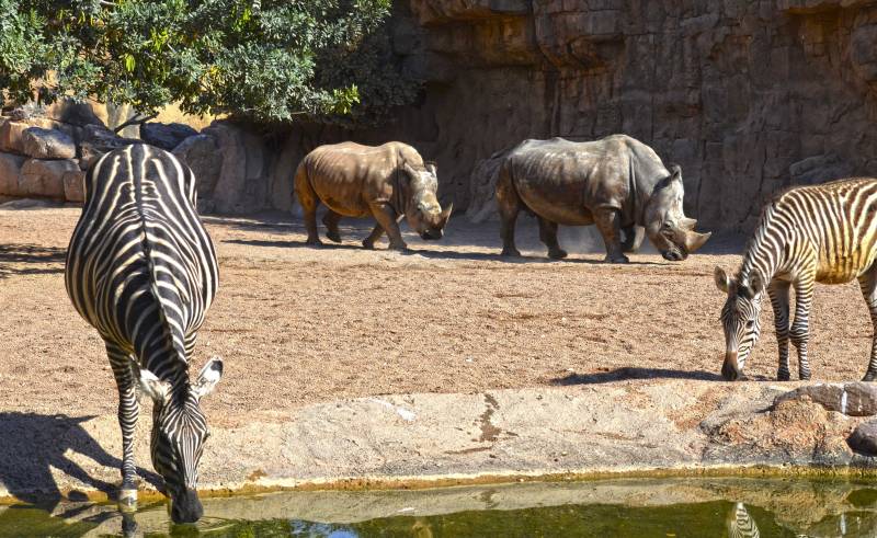 Dos cebras y dos rinocerontes - Sabana africana - BIOPARC Valencia
