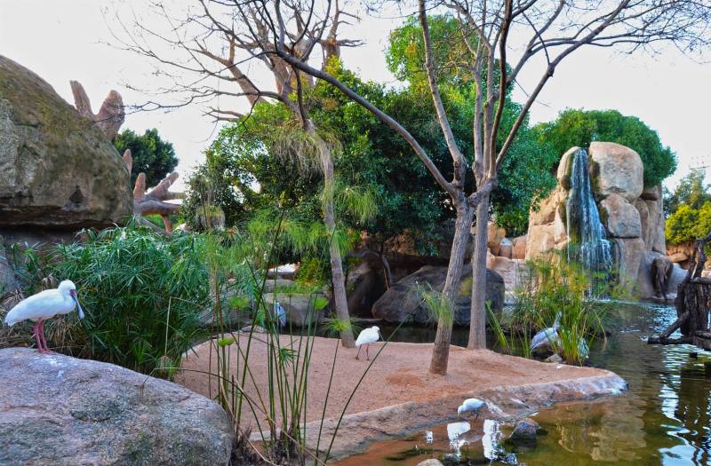 Humedales africanos en BIOPARC Valencia 2019 Humedales africanos en BIOPARC Valencia 2019