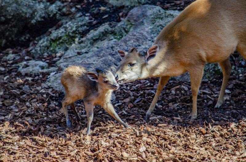 Cría de duiker rojo de Natal - BIOPARC Valencia 