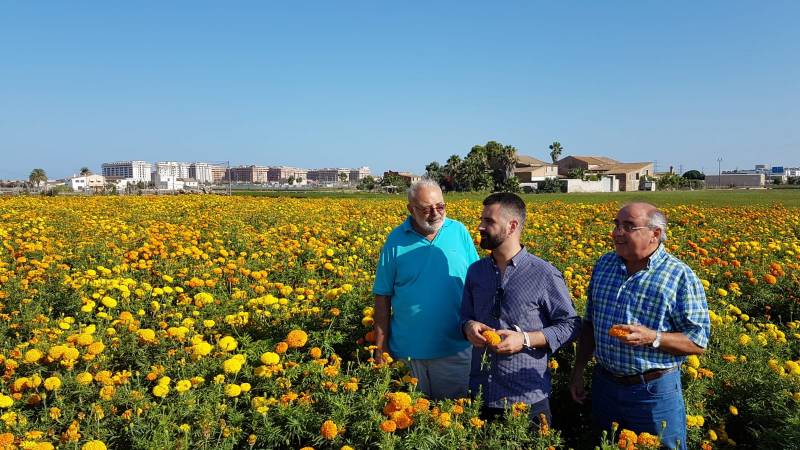 Clavellones de la Batalla de Flores