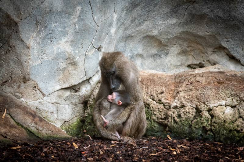 Cría de Dril en el Bioparc de València. EPDA