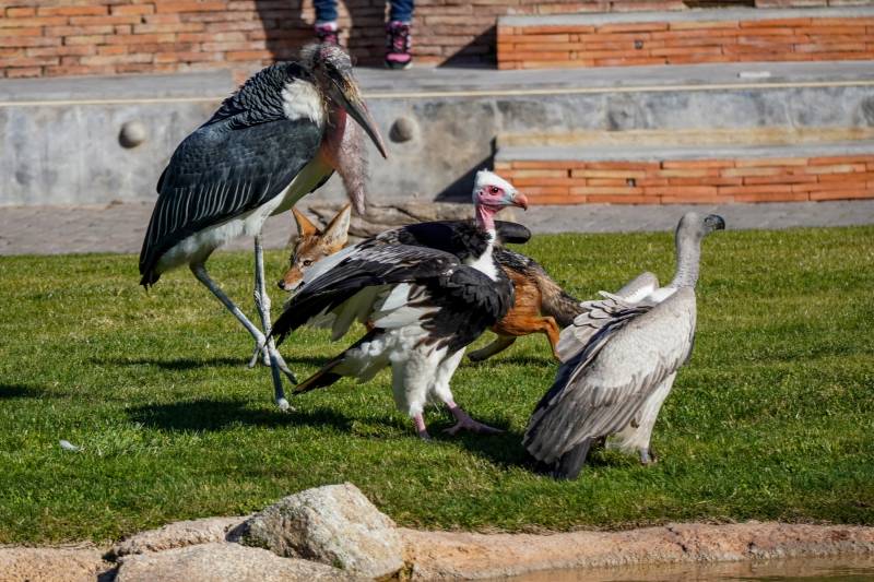 Buitres en un espectáculo de Bioparc. EPDA