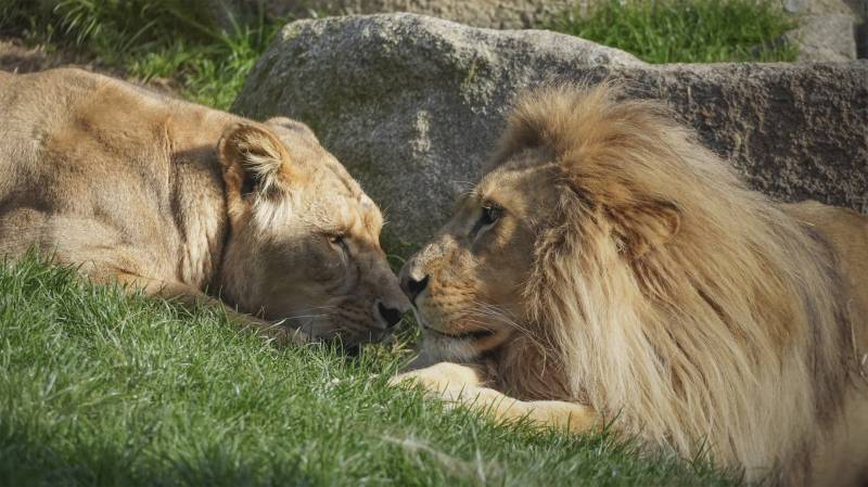 Leones del parque. EPDA.