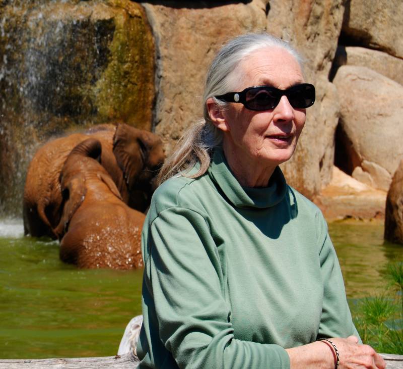Jane Goodall visita BIOPARC Valencia - 10-5-12