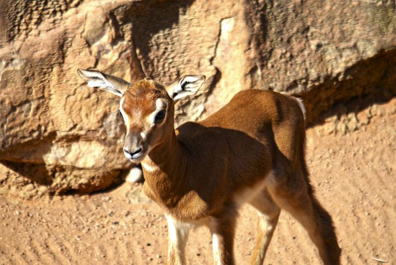 BIOPARC Valencia - Cría de gacela Mhorr en la Sabana africana - mayo 2019