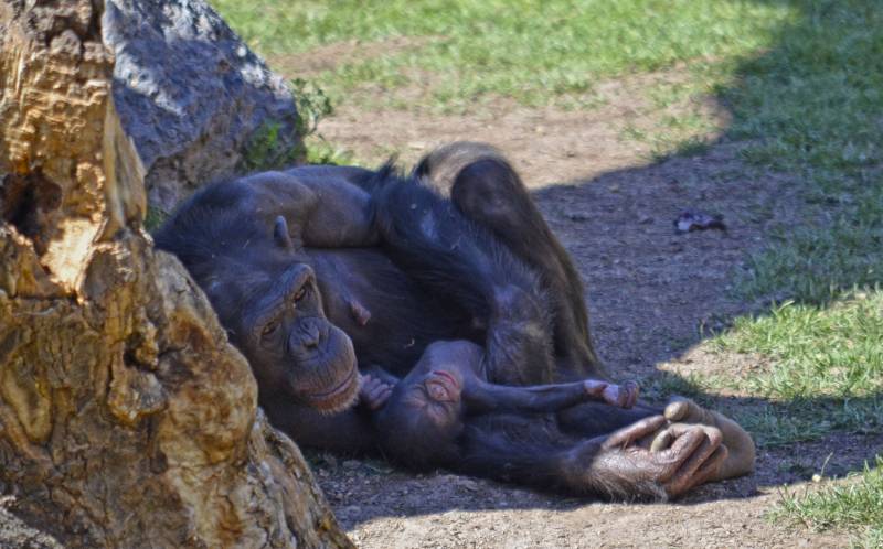 Primavera 2018 - Nace una cría de chimpancé en BIOPARC Valencia 