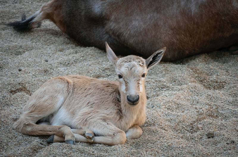 Blesbok recién nacido en BIOPARC Valencia. Blesbok recién nacido en BIOPARC Valencia.
