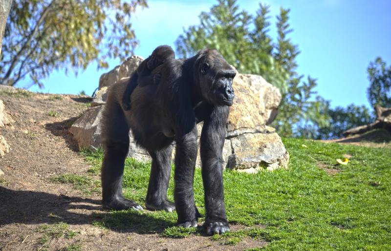 La bebé gorila Mbeli cumple 7 meses en BIOPARC Valencia - febrero 2018