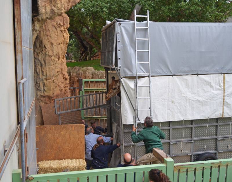 Primavera 2019 - Traslado de jirafas de BIOPARC Valencia a Cabárceno