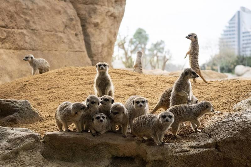 Suricatas en el Bioparc. EPDA.