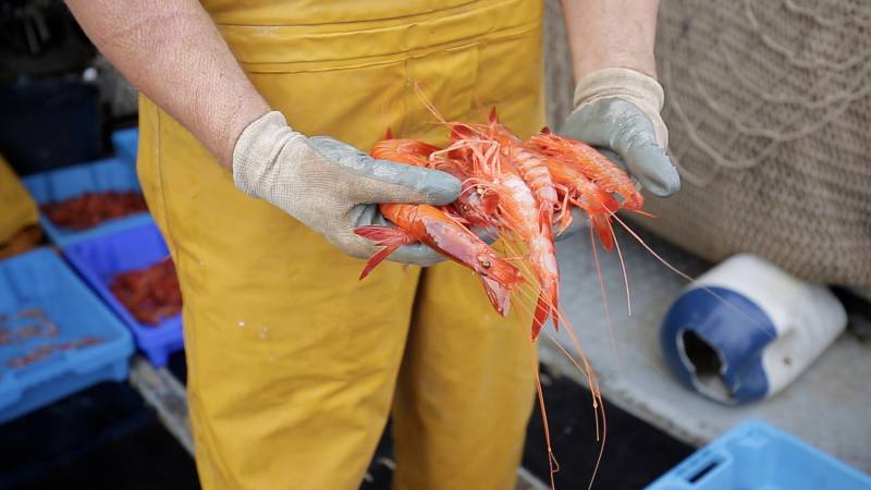 Gamba Roja de Dénia