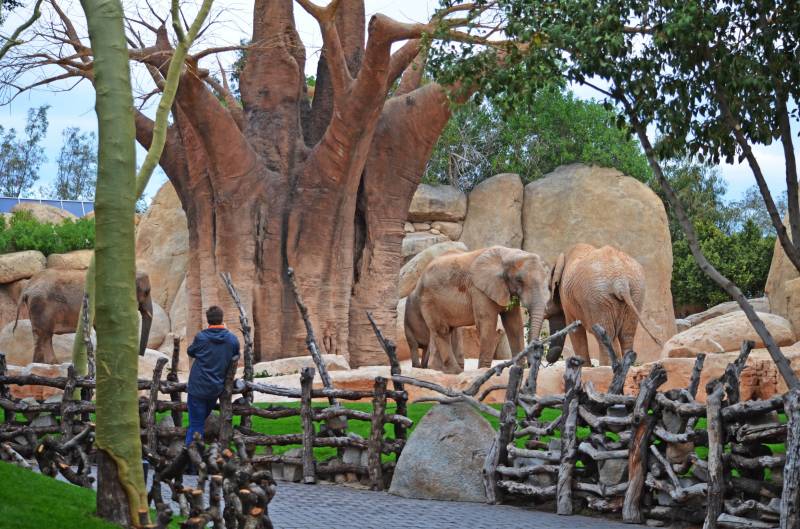Cara a cara con los animales salvajes - elefantes - febrero 2018 BIOPARC Valencia