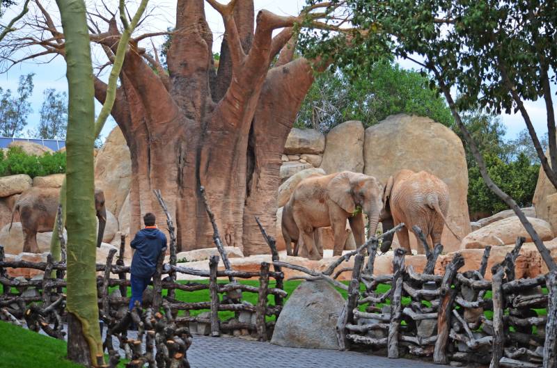 Cara a cara con los animales salvajes - elefantes - febrero 2018 BIOPARC Valencia Cara a cara con los animales salvajes - elefantes - febrero 2018 BIOPARC Valencia