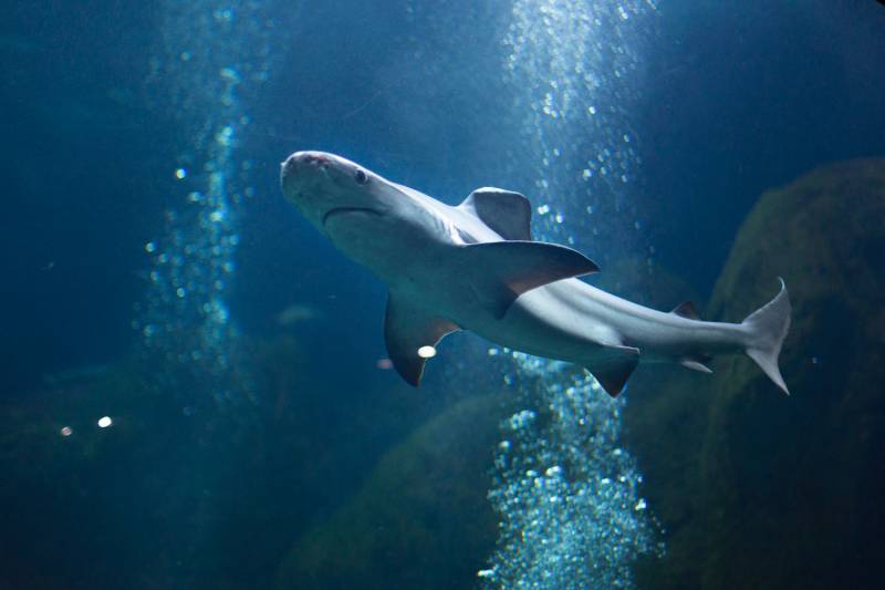 Rain Forest presenta el proyecto del Acuario de Gijón