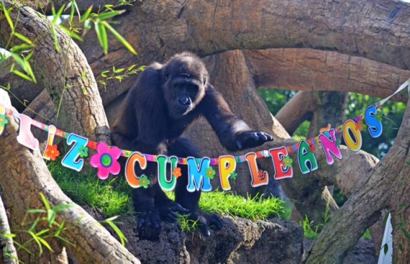El gorila EBO celebra su 6 cumpleaños - BIOPARC Valencia - 26 octubre 2018 