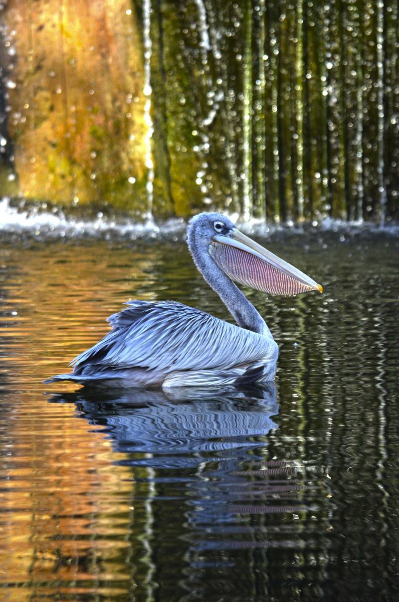 Pelícano rosado - BIOPARC Valencia - humedales africanos Pelícano rosado - BIOPARC Valencia - humedales africanos