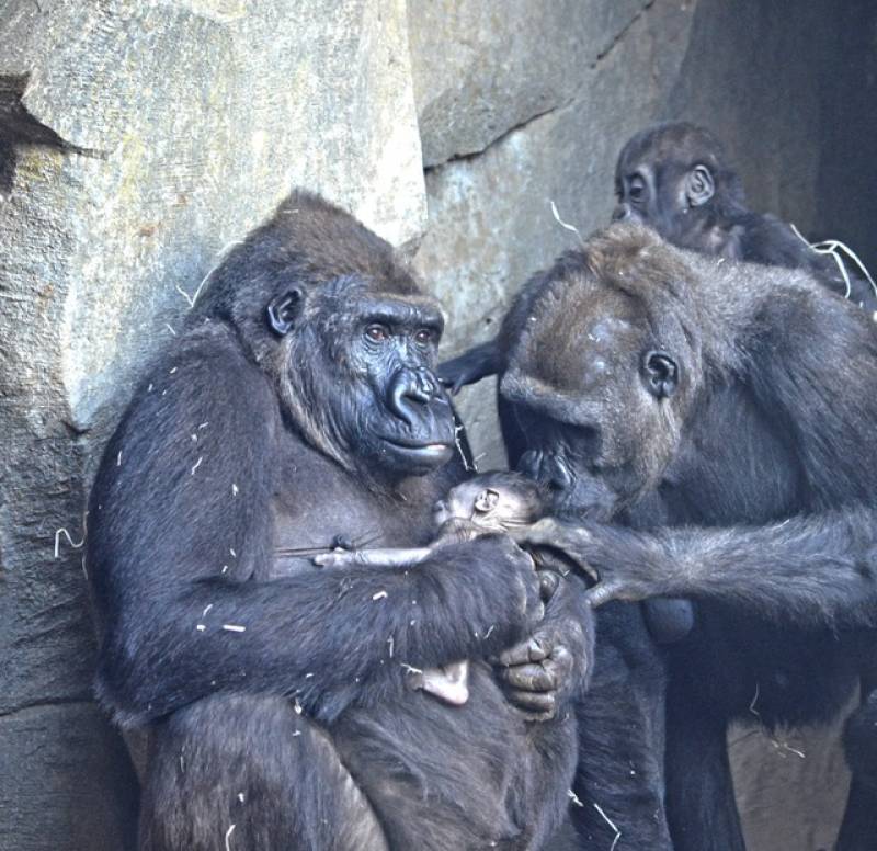 8 marzo - bebé gorila recién nacido BIOPARC Valencia 