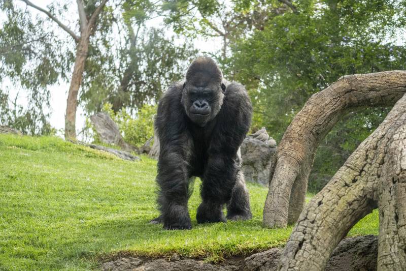 El gorila Jitu en la selva ecuatorial de BIOPARC Valencia