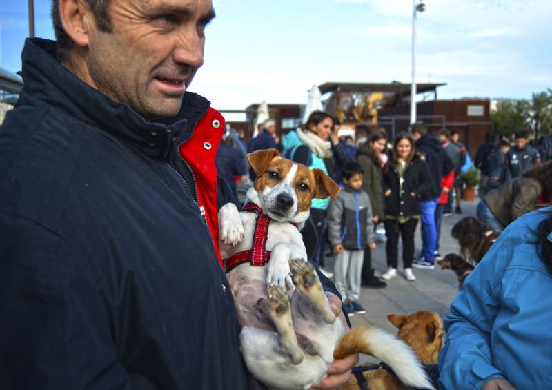 13 Desfile de perros abandonados AUPA - BIOPARC - 16 de diciembre 2018 - JACK