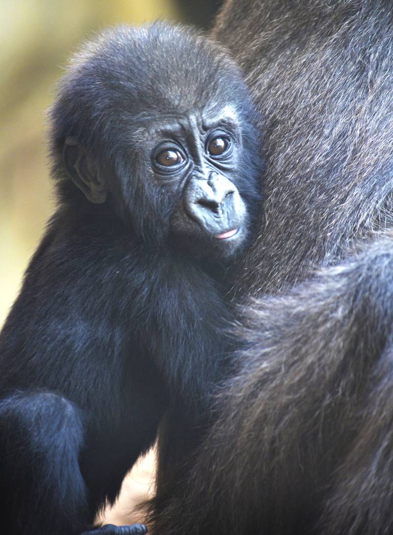 Enero 2018 - La bebé gorila Mbeli - bosque ecuatorial de BIOPARC Valencia