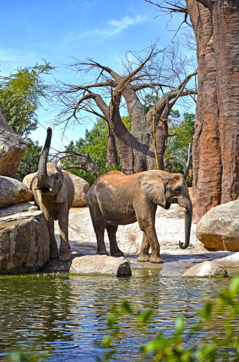 BIOPARC  Valencia - Día del Medioambiente 2019 - elefantes