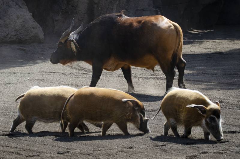 Julio 2019 - bufalo y 3 potamoqueros - BIOPARC Valencia