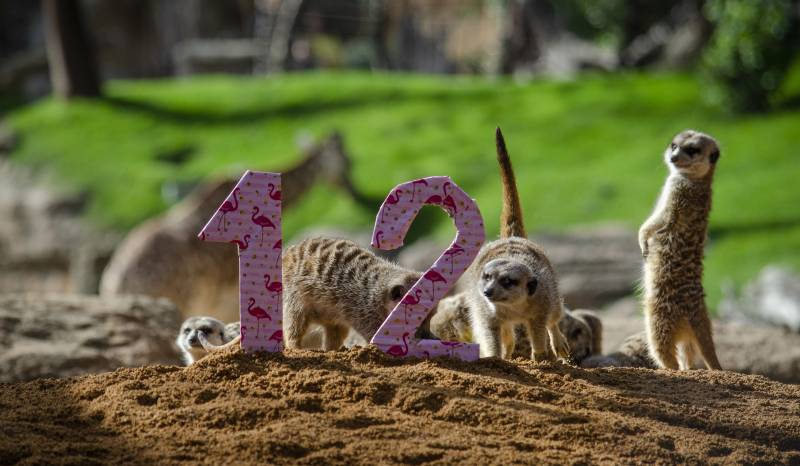 12 Aniversario Febrero 2020 - BIOPARC 12 Aniversario Febrero 2020 - BIOPARC
