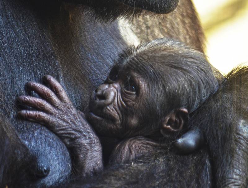 La gorila Ali y su bebe - primera semana- BIOPARC Valencia 2019 