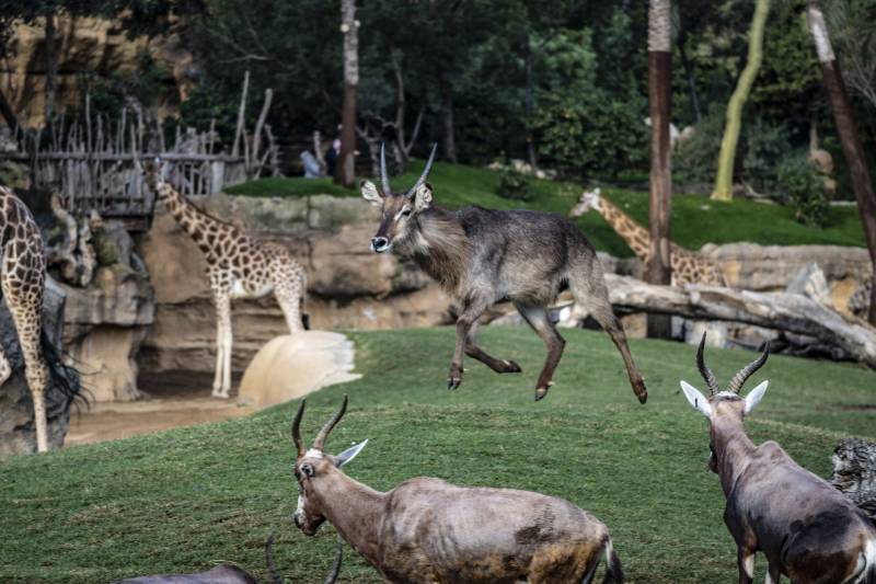 Diciembre 2019 - BIOPARC Valencia - momentos en la sabana africana