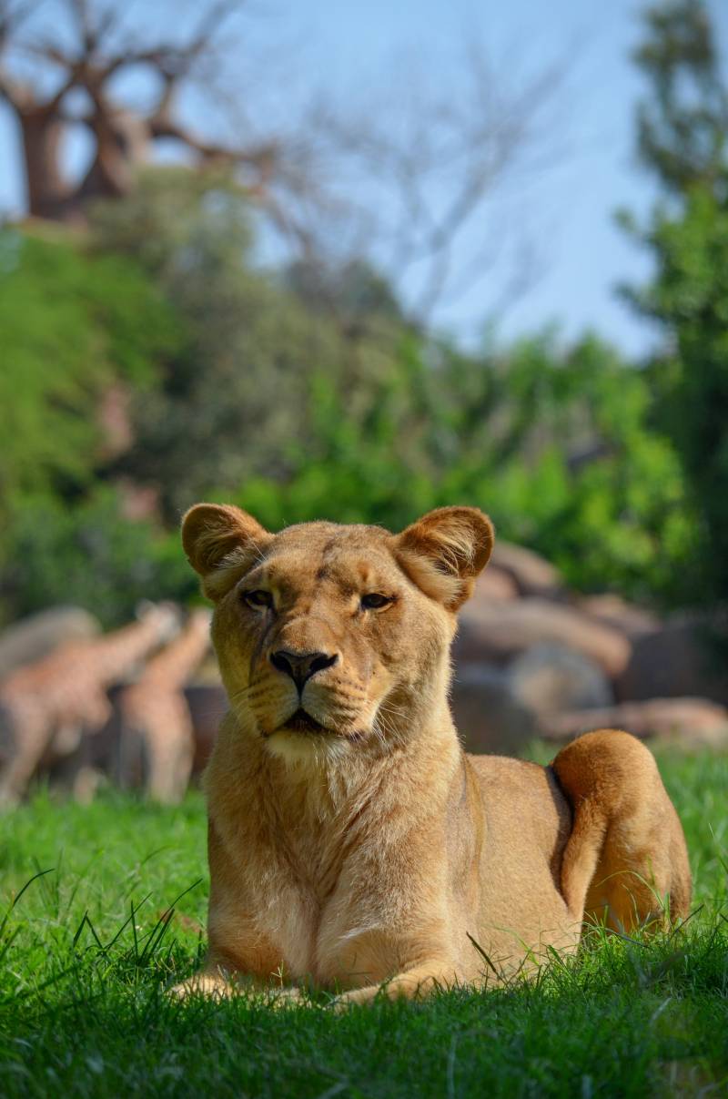 Leona BIOPARC Valencia - julio 2019