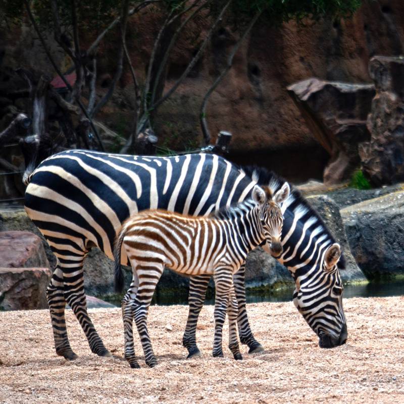 Cebra nacida 10 julio - verano 2018 - BIOPARC Valencia