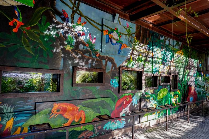 Mural anfibios BIOPARC Valencia Mural anfibios BIOPARC Valencia