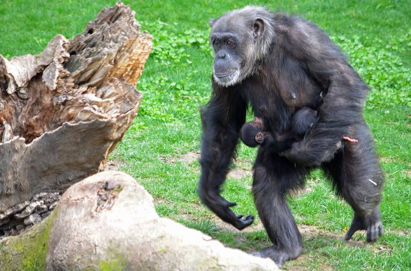 Marzo 2019 - Mellizos de chimpancé en BIOPARC Valencia