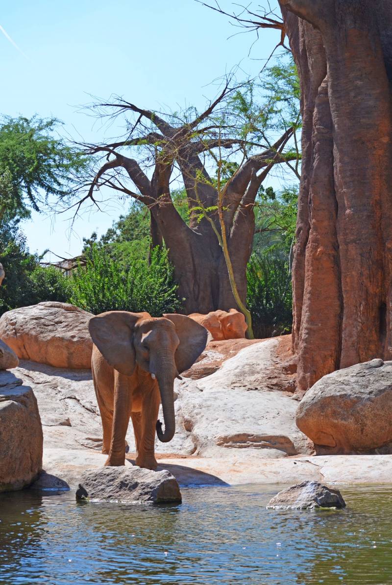 Elefantes en el bosque de baobabs de BIOPARC Valencia 2018