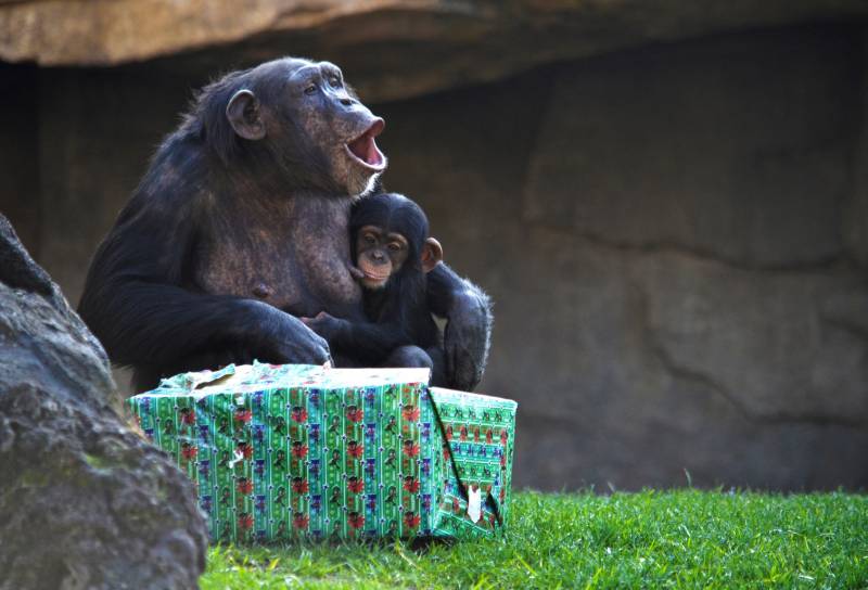 Chimpancés - Noelia y Coco - Papá Noel entrega los regalos a los animales de BIOPARC Valencia diciembre 2018 Chimpancés - Noelia y Coco - Papá Noel entrega los regalos a los animales de BIOPARC Valencia diciembre 2018