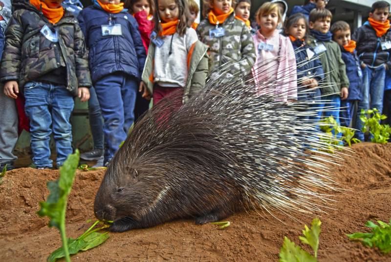 Expedición África Navidad 2018 - BIOPARC Valencia - alimentación de puercoespines