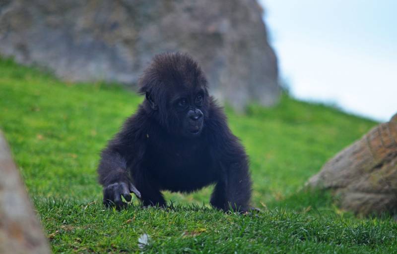 La bebé gorila Mbeli explorando el bosque ecuatorial de BIOPARC Valencia - febrero 2018