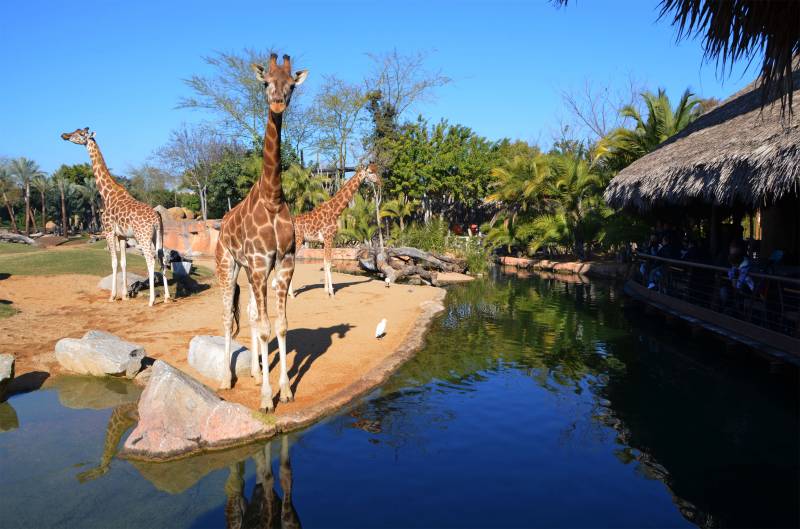 Jirafas en la Sabana de BIOPARC Valencia - visitantes en la cafetería del parque - 2019