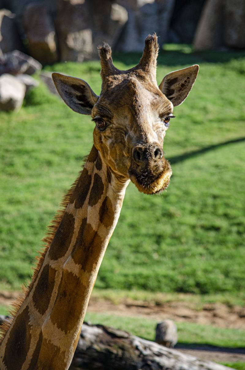 La jirafa Che en BIOPARC Valencia octubre 2019