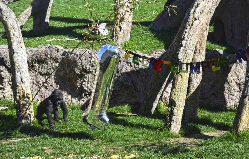 El bebé gorila Pepe celebra su primer cumpleaños en BIOPARC Valencia - 8 marzo 2019 