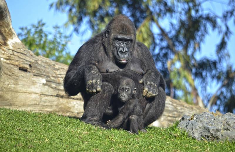 BIOPARC Valencia - Once años dejando huella - La gorila Fossey y su bebé Pepe