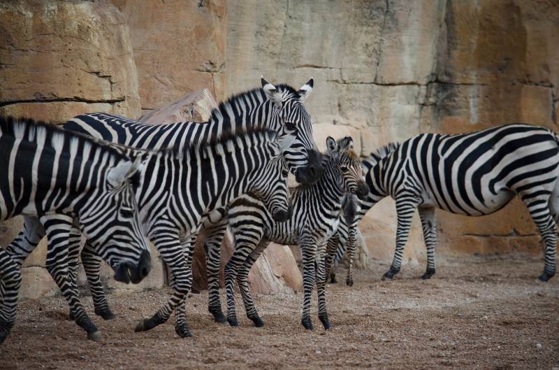 Diciembre 2019 - Nace una nueva cría de cebra en BIOPARC Valencia