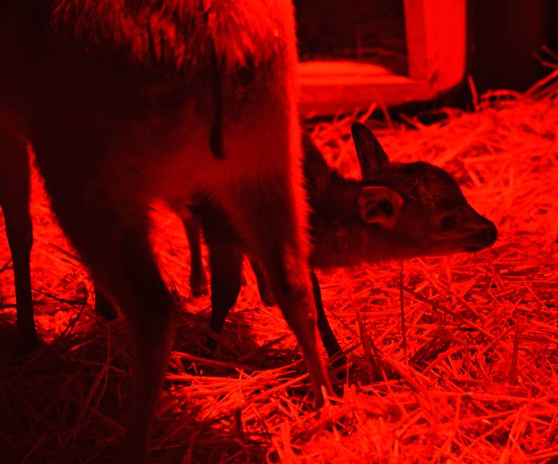 Un duiker rojo de Natal - el primer animal nacido en 2019 en BIOPARC Valencia - 1 enero 2019